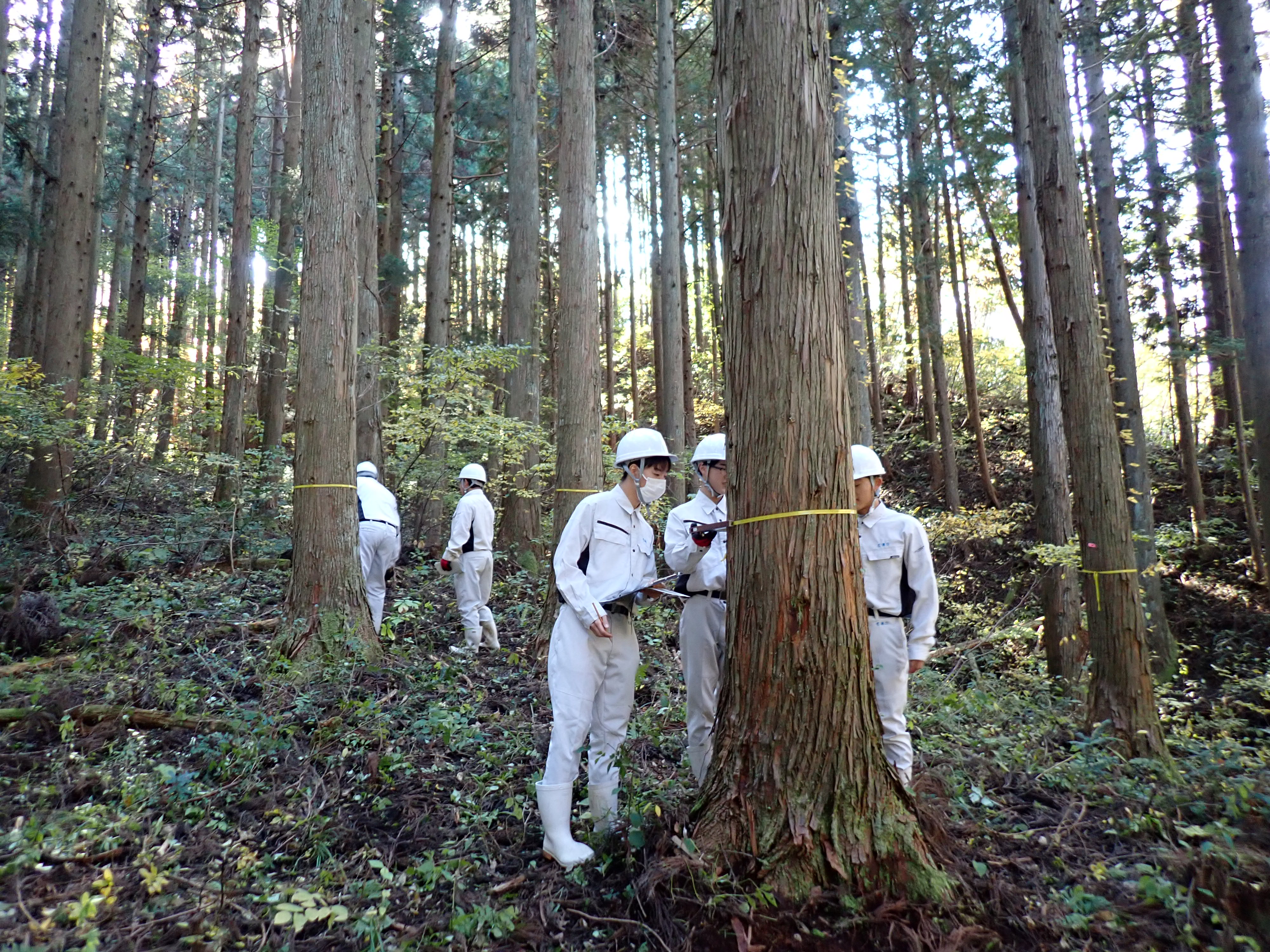 輪尺での森林調査