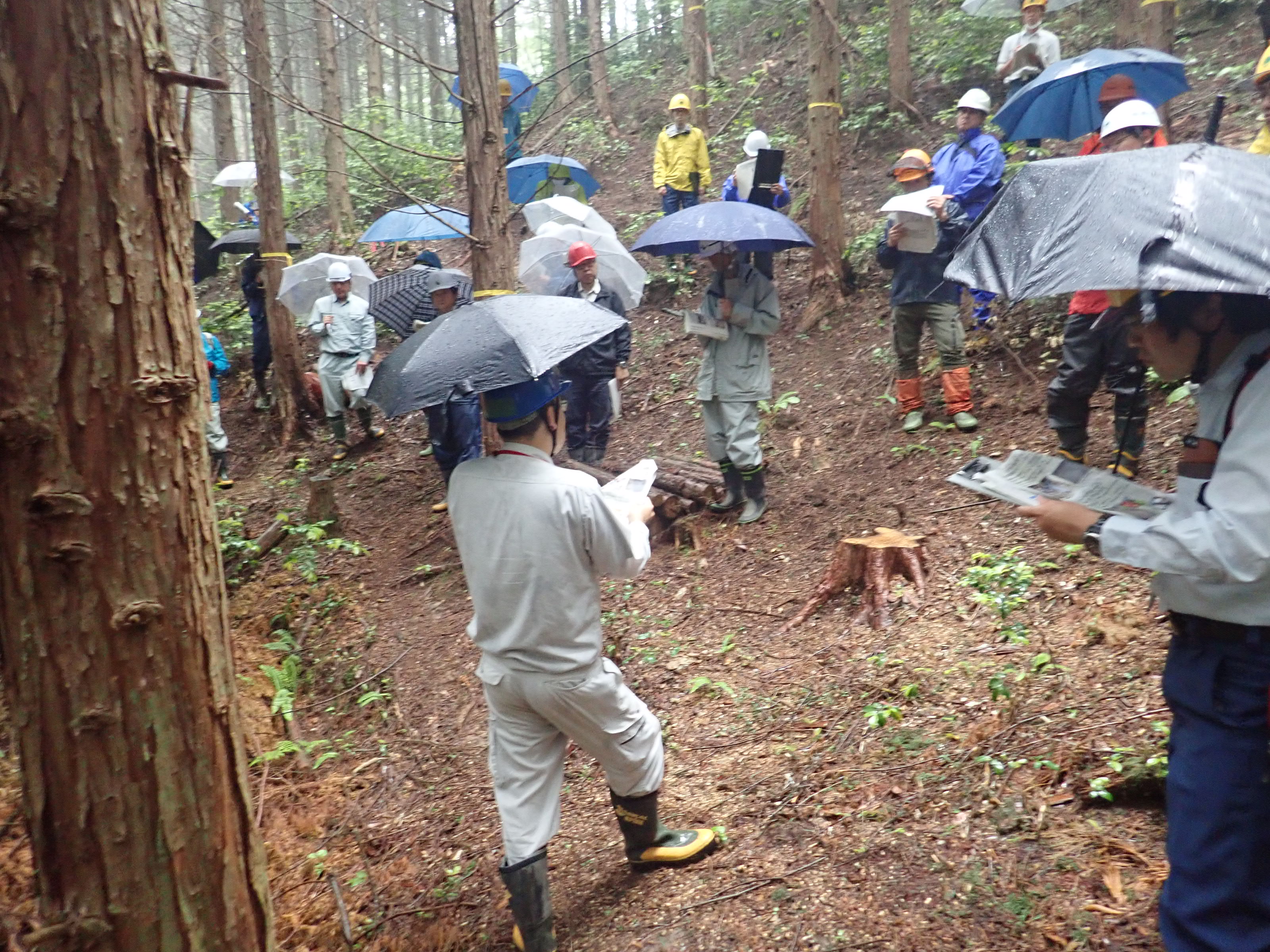 現地検討会の状況（1000本区）