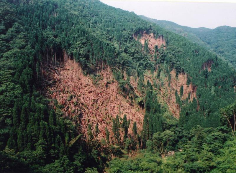 東山国有林被害