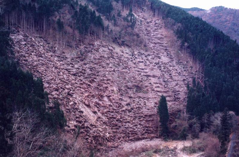 東山国有林整理