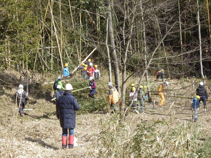 蓮花寺山竹引張る3