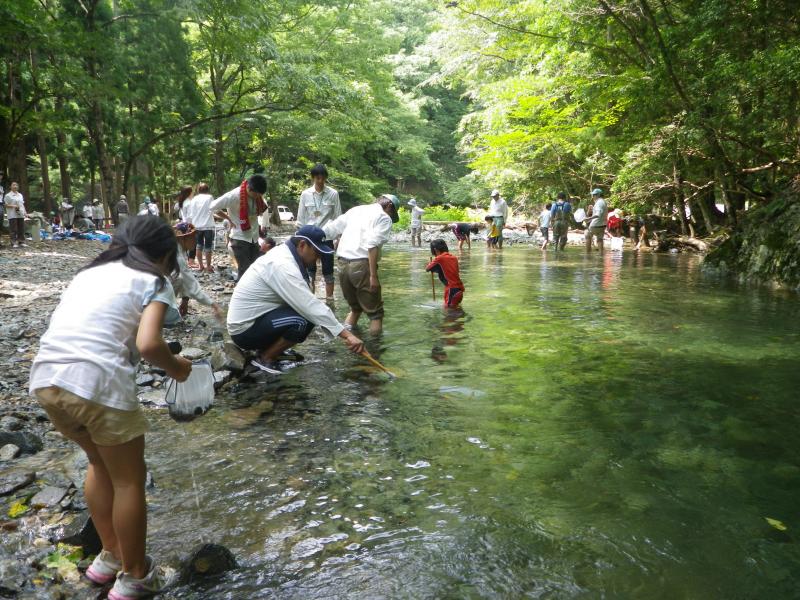 触媒水生生物調査