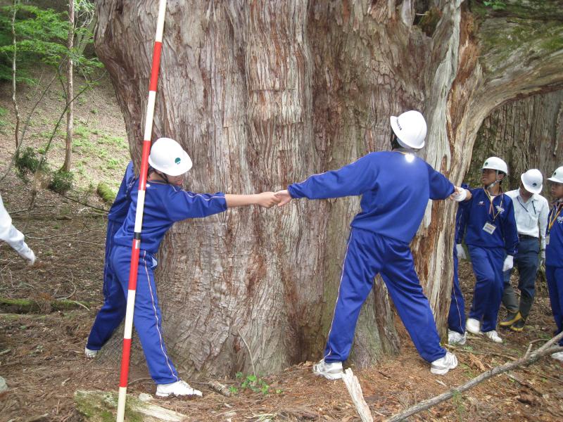 トライやる先代杉測定