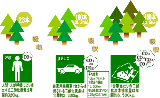 近畿中国森林管理局 森林 樹木のもつ二酸化炭素吸収の働き 近畿中国森林管理局 森林 樹木のもつ二酸化炭素吸収の働き