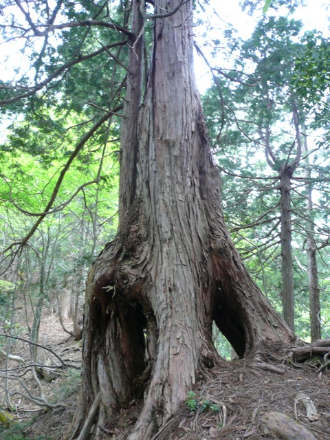 音水遺伝資源保存林3