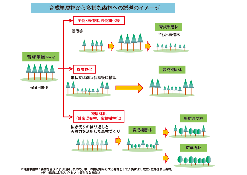 多様な森林への誘導イメージ