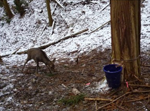 首用くくり罠による捕獲