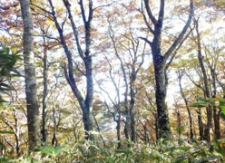 三国山生物群集保護林
