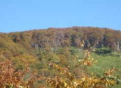 三国山生物群集保護林遠景