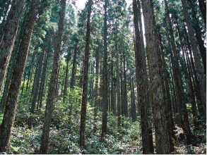 間伐された健全な森林　【森林づくり】