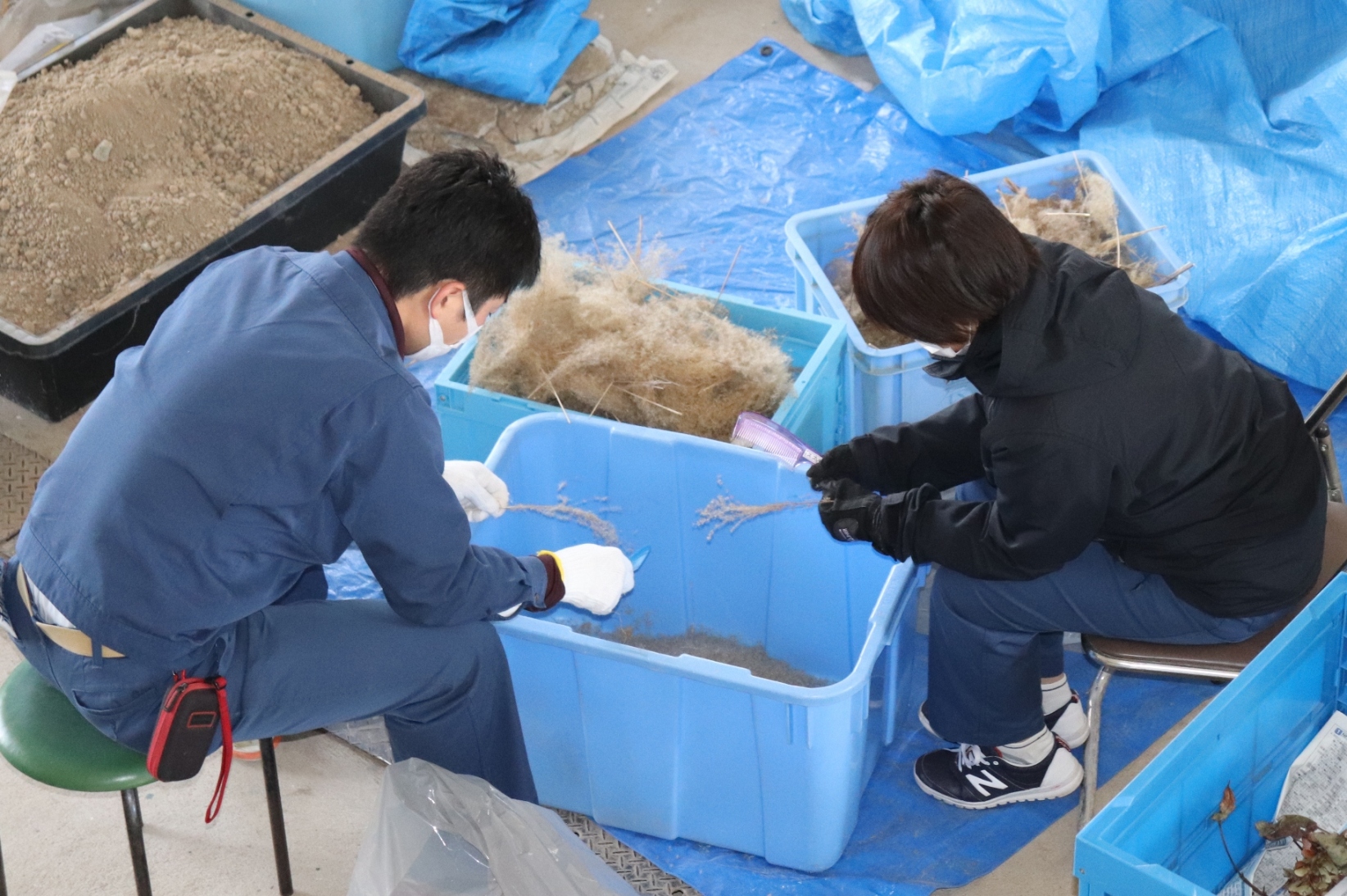 ススキの精選作業中