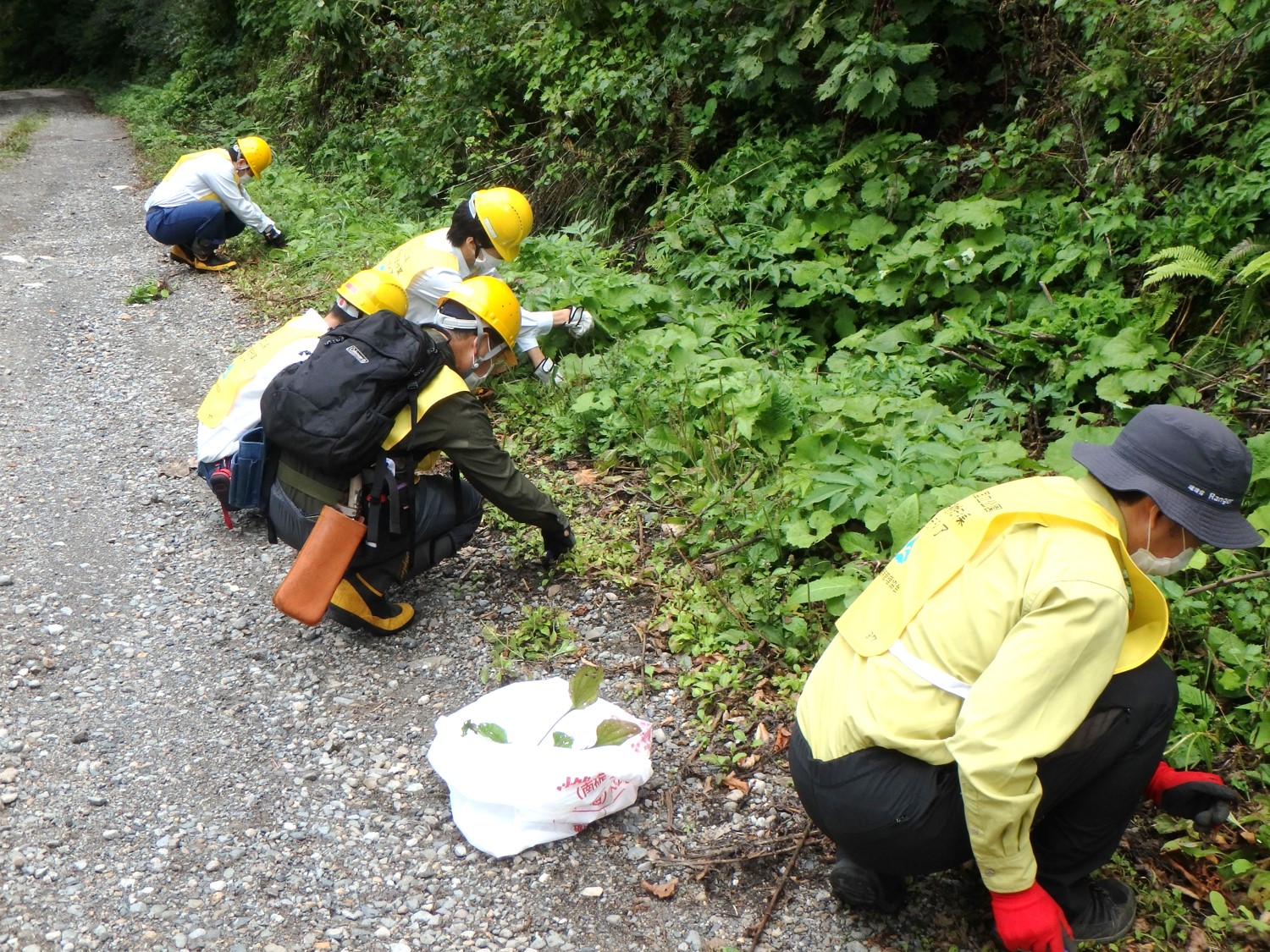 除去作業の様子