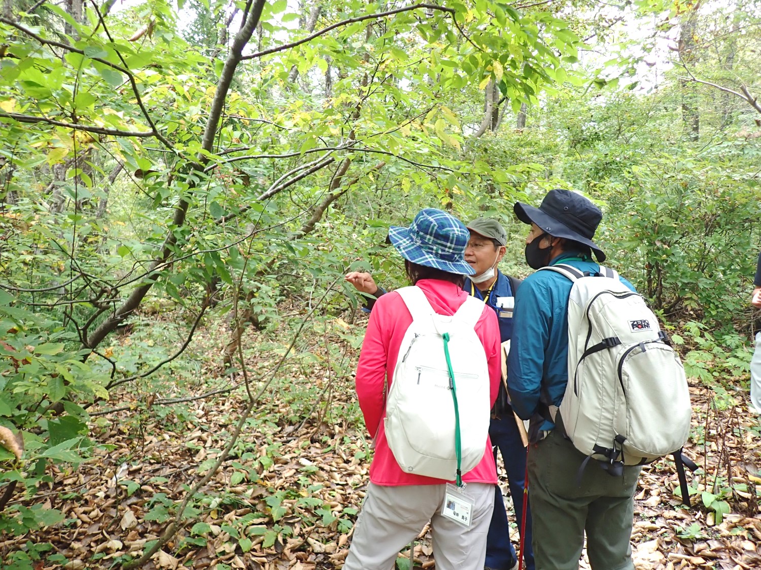 職員による植物の説明