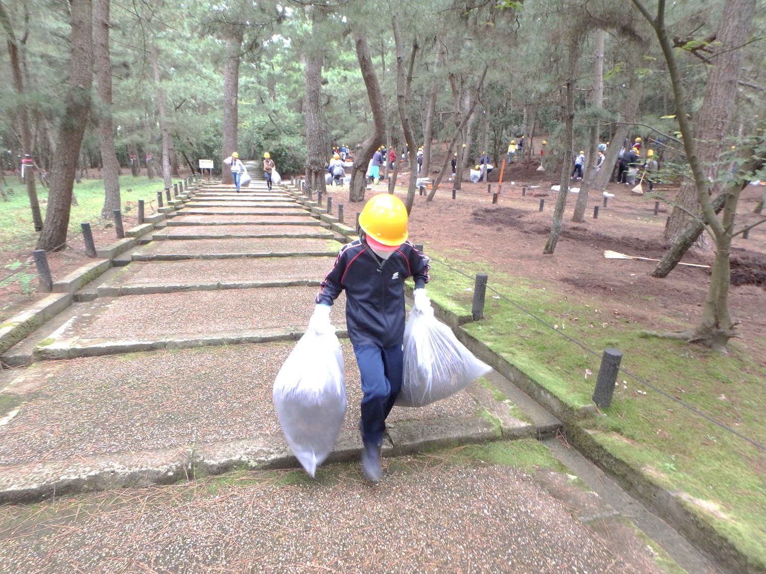 松葉を運ぶ様子