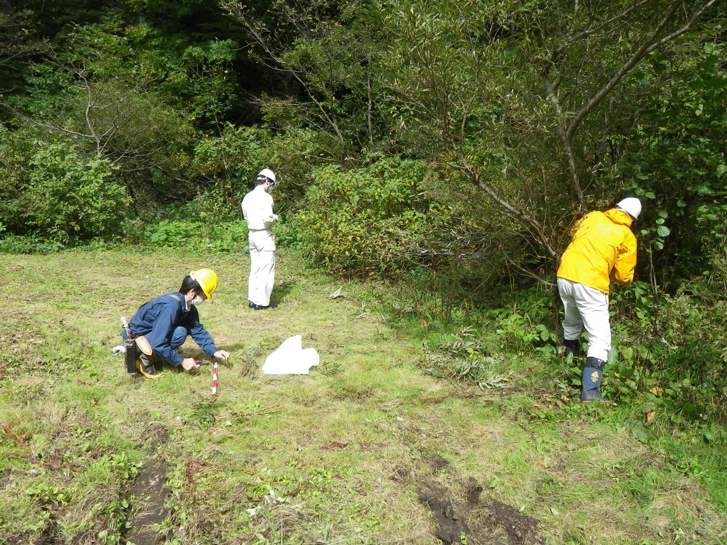 ヤナギの枝採取