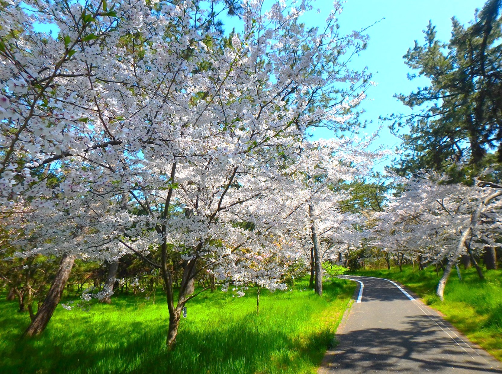 安宅林風景林 サイクリングロード沿いの桜