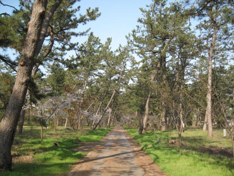 安宅林国有林内サイクリングロードの風景