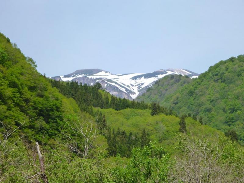 新緑の六万山(手前右）と残雪の白山