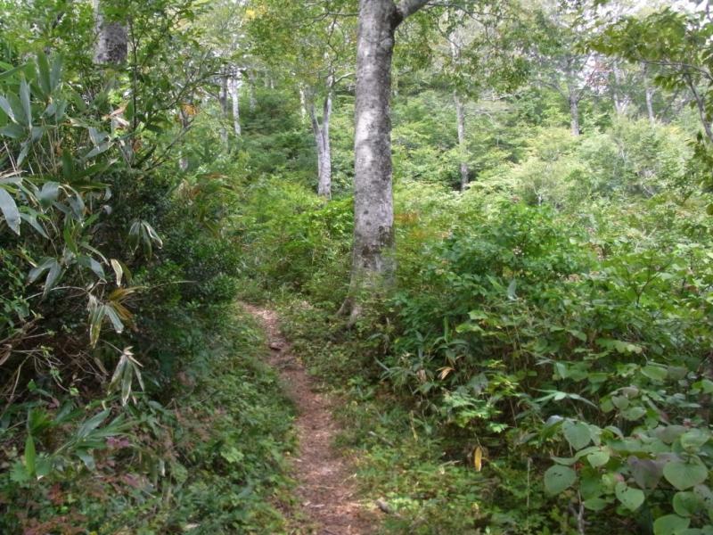 登山道沿いのブナ林