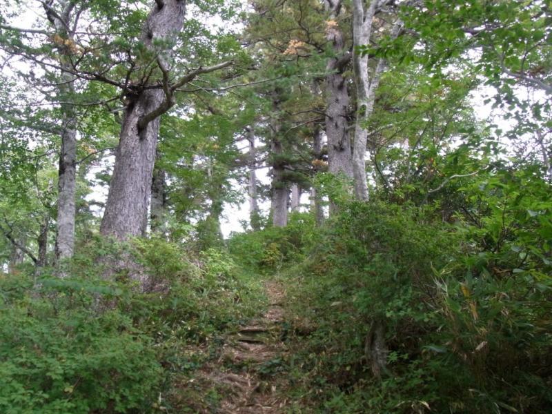 登山道沿いのヒメコマツ林