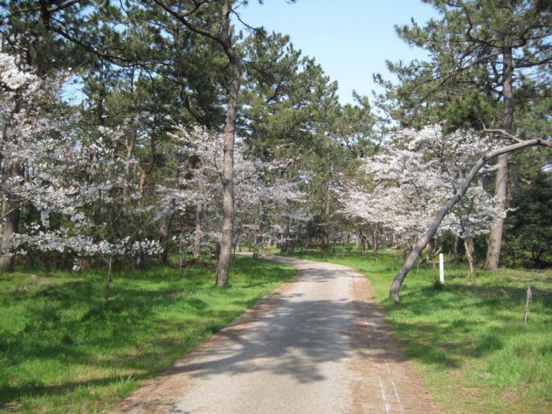 桜とクロマツ（散策路周辺）