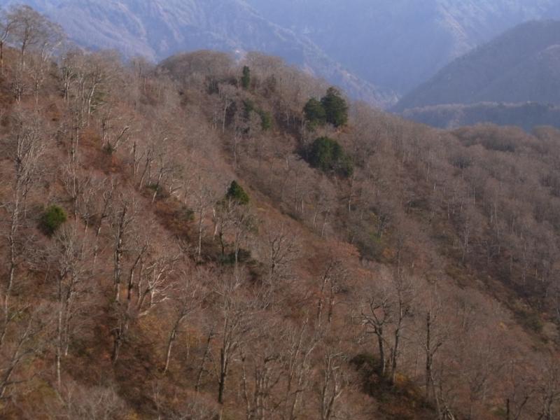 落葉したブナ林（遠景）