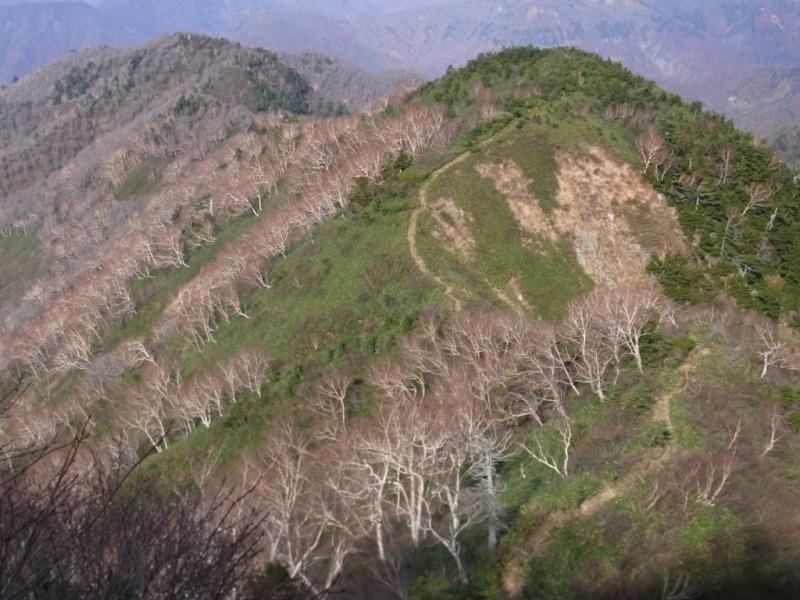 落葉したダケカンバ林（遠景）