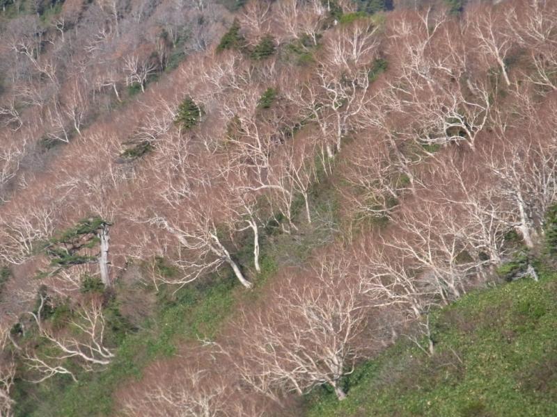 落葉したダケカンバ林（近景）