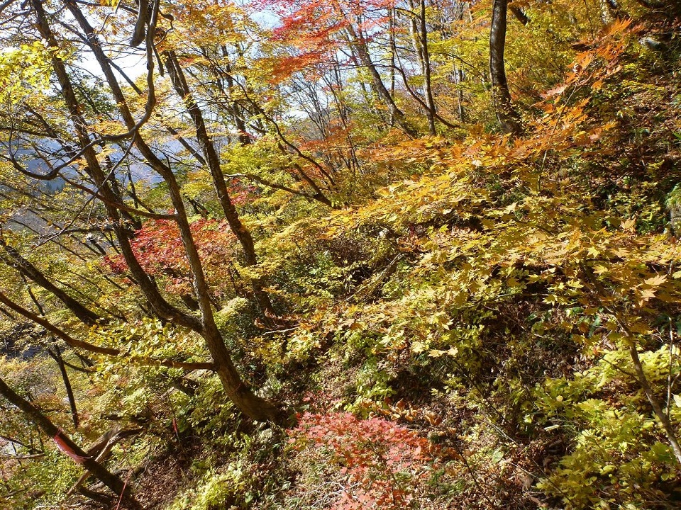 六万山風景林