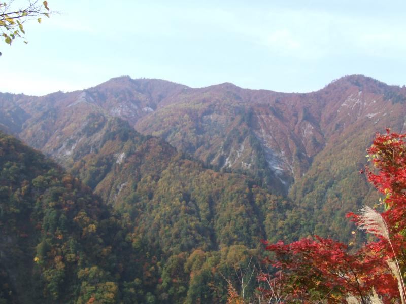 白山市・大汝国有林