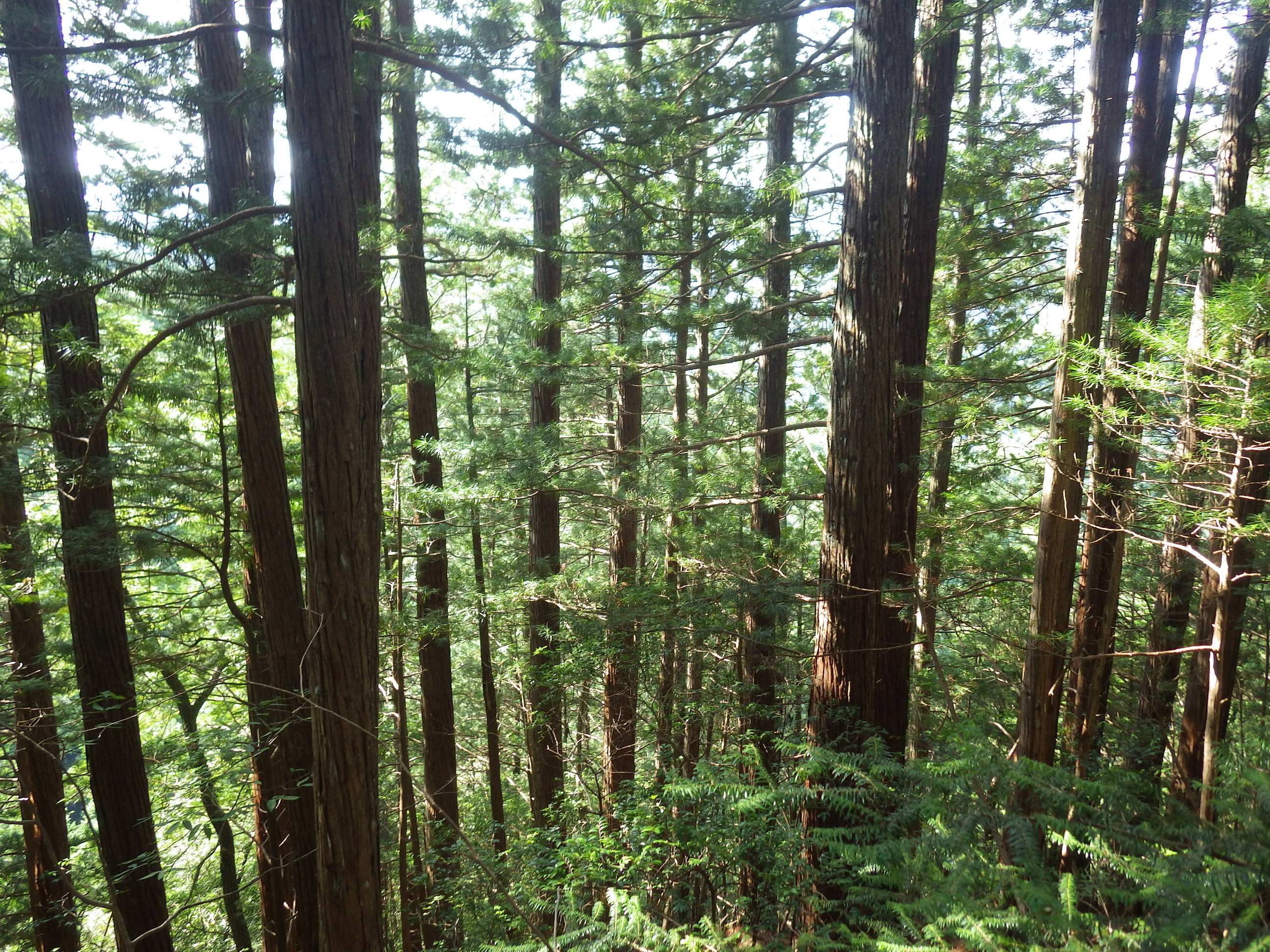 15_恵下谷山コウヤマキ.JPG