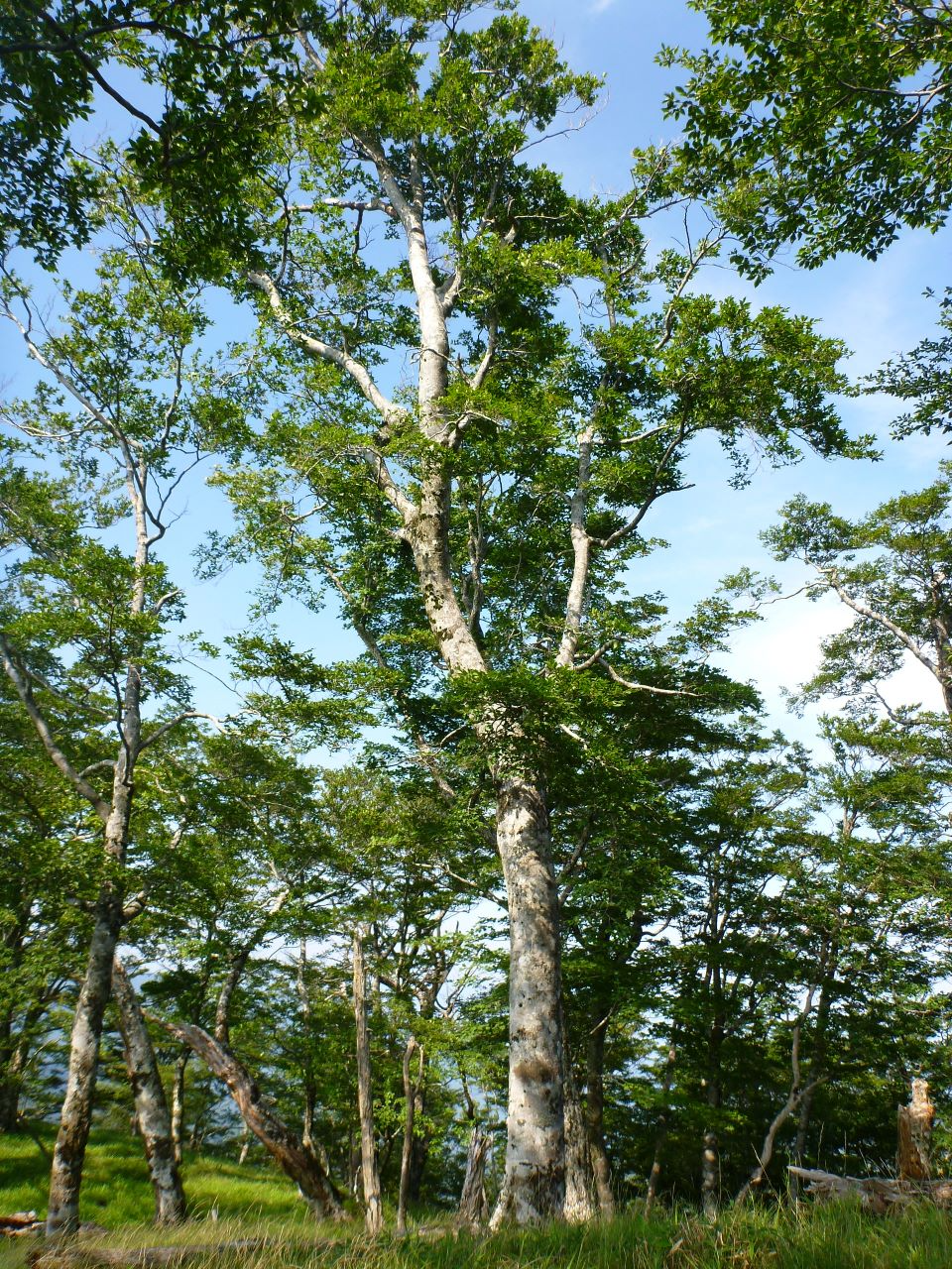 池豪生物群集保護林ブナ大怪木