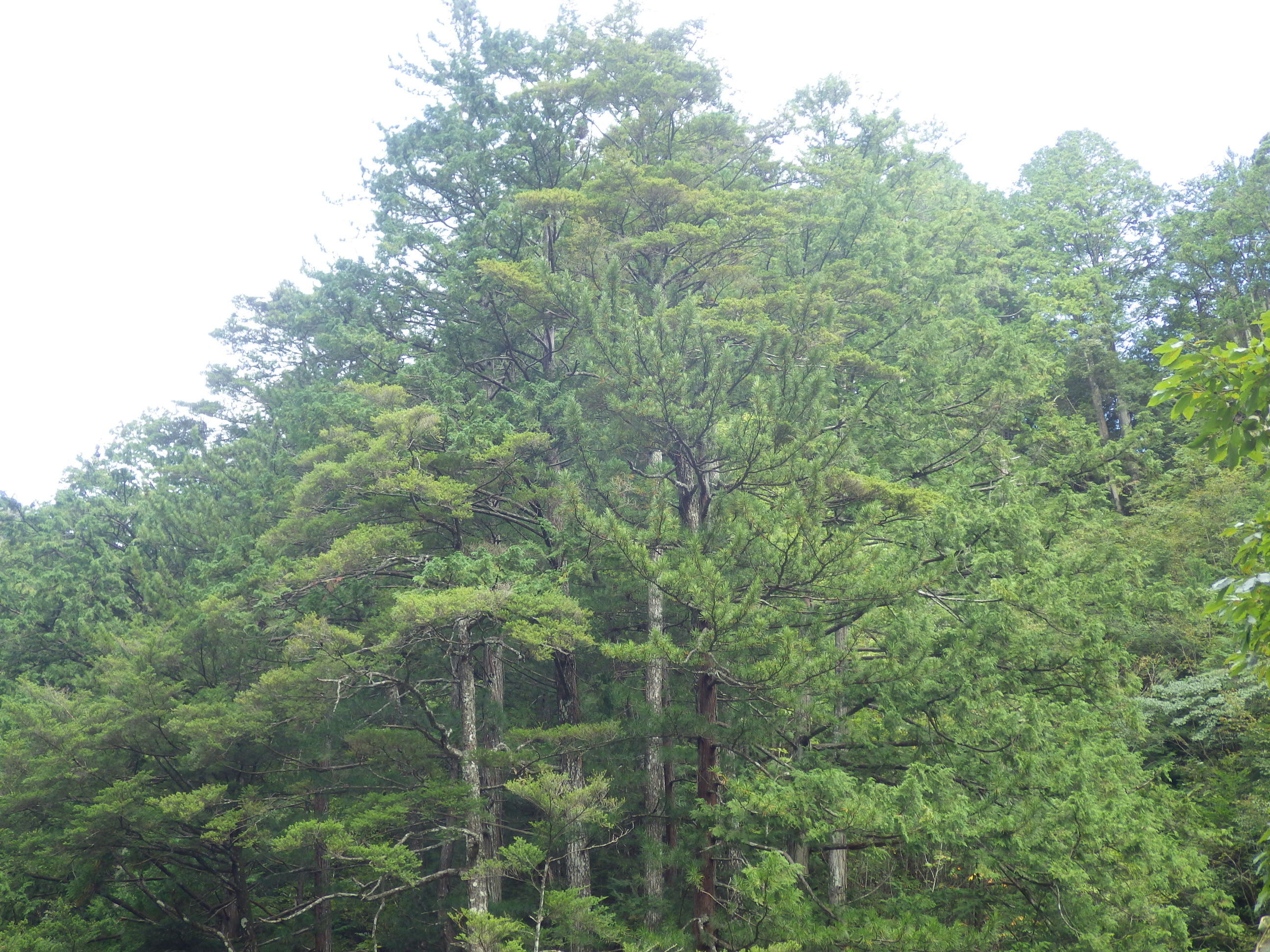 16_黒打山.JPG