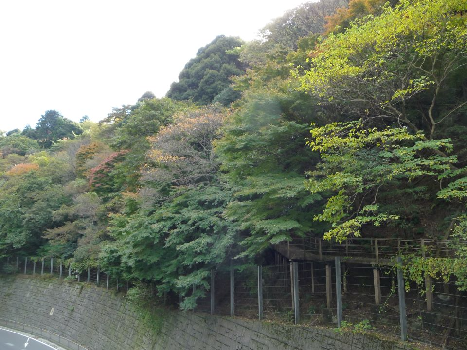 逢坂山照葉樹希少個体群保護林