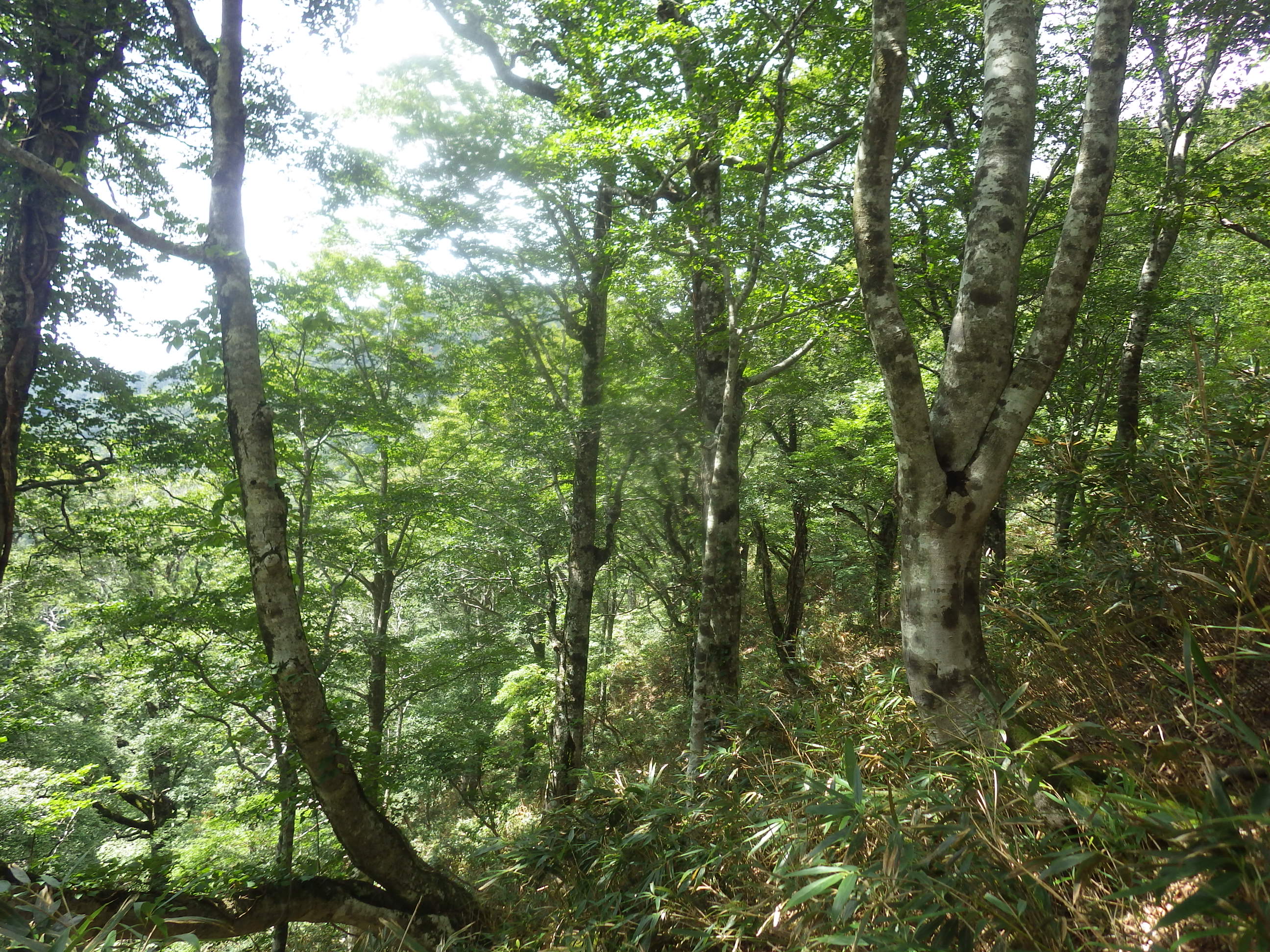 11_山王谷.JPG