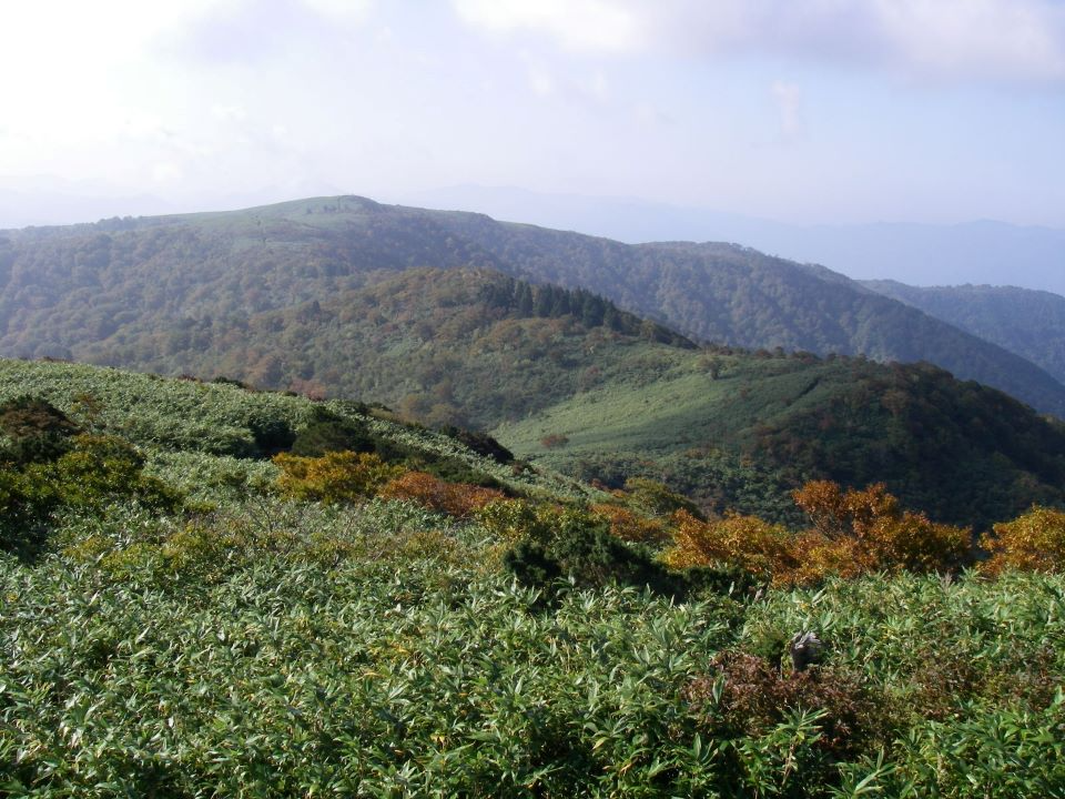 四ケノ仙奥山高知湿原植物等希少個体群保護林