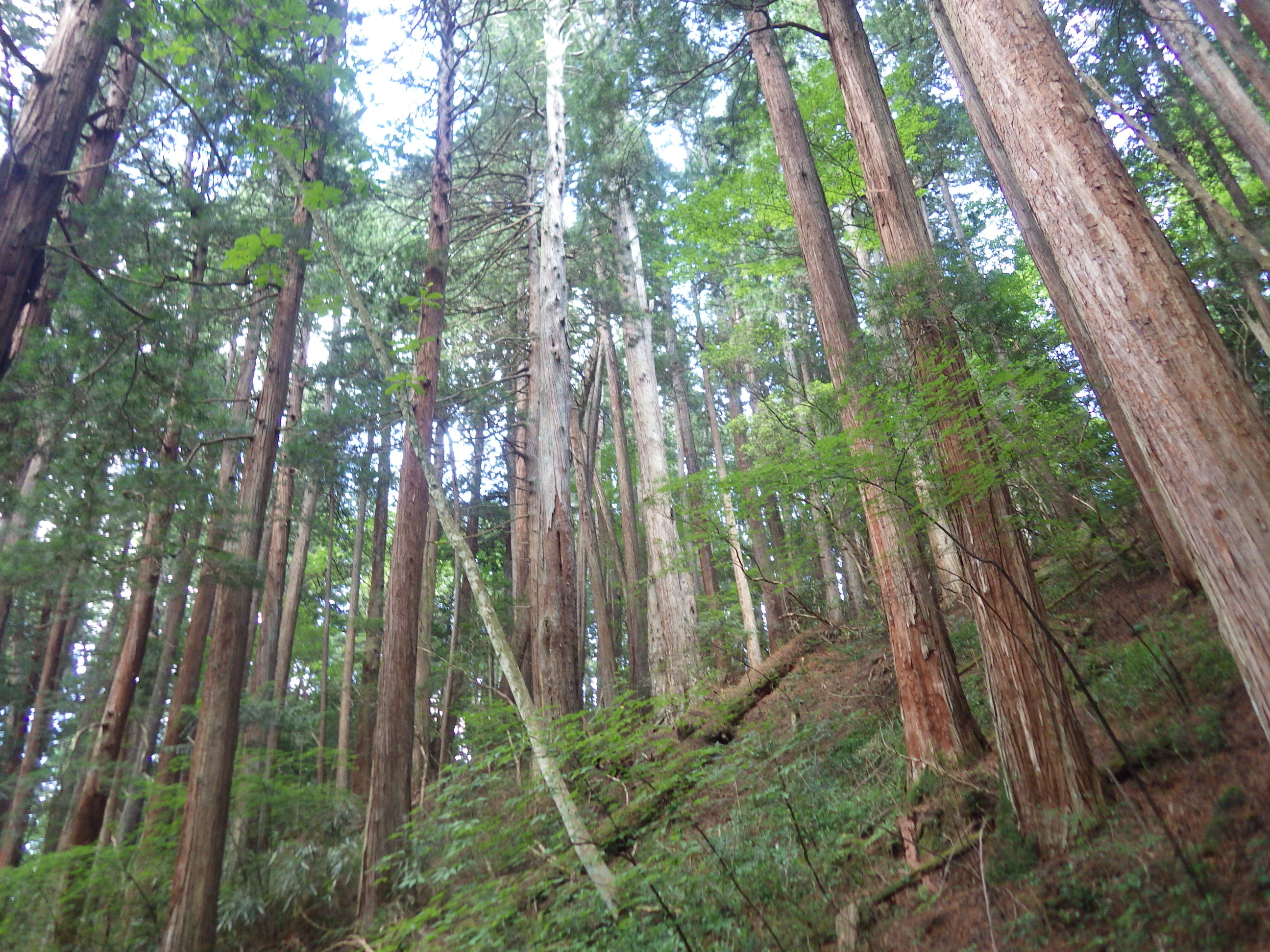 09_高野山.JPG