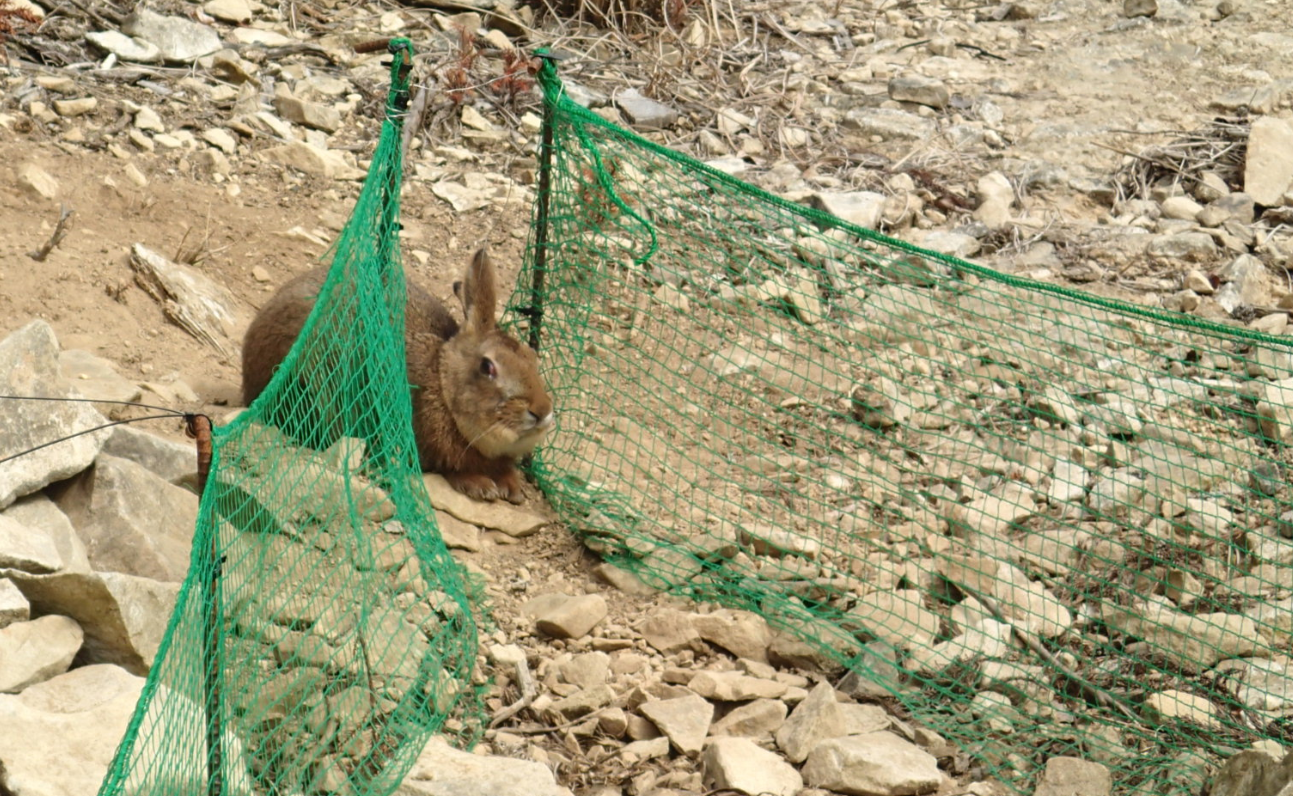 Ｎ型誘引捕獲わな