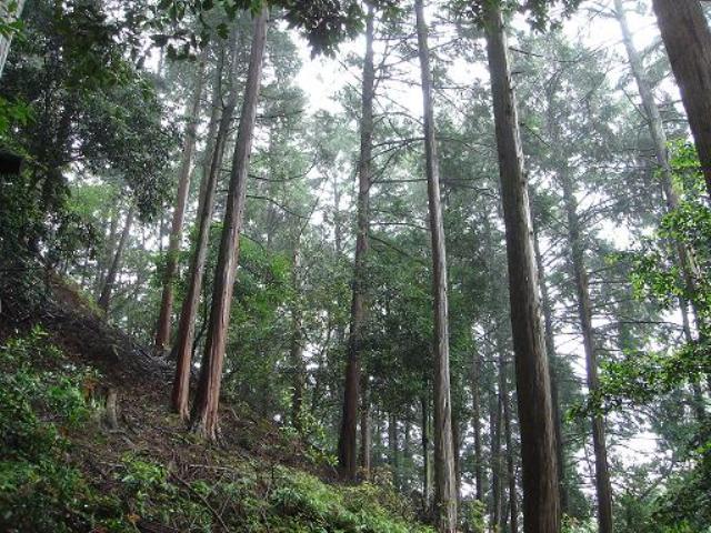 檜皮採取林としてのヒノキ林分：宮島国有林（廿日市市