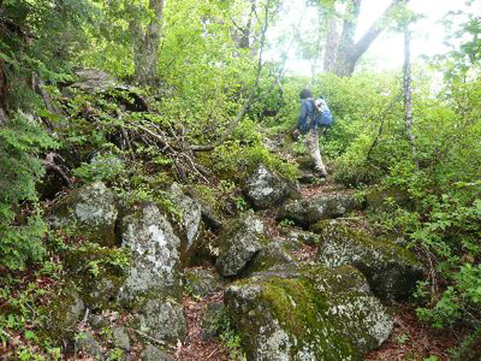 白山登山道「越前禅定道」（梯子坂）：六万山国有林付近