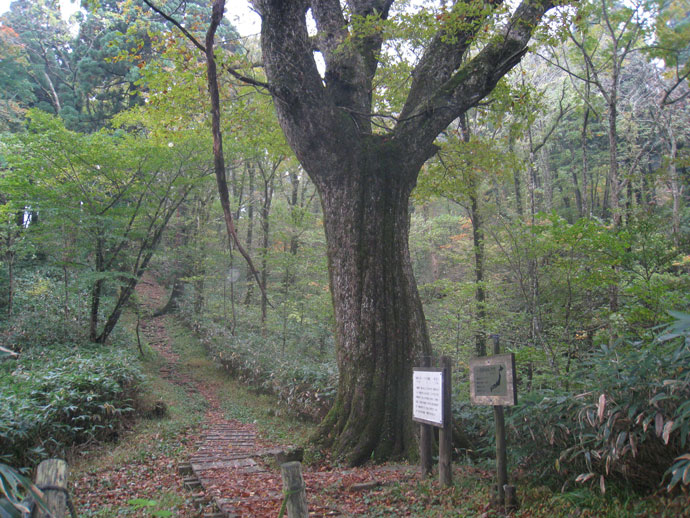 安蔵寺山の大ミズナラ(ナラ太郎):高嶺芦谷国有林(津和野町)