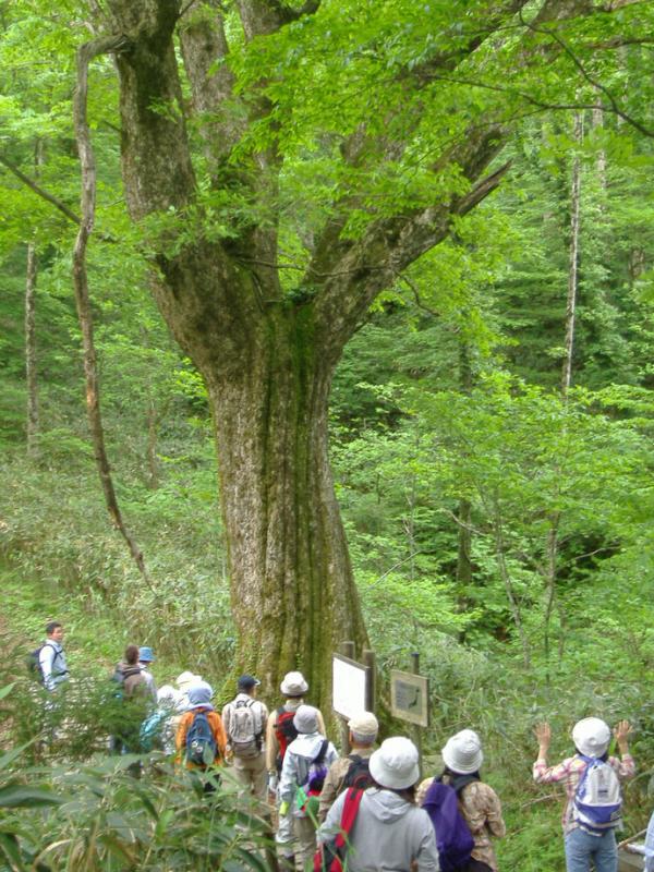 ナラ太郎(ミズナラ)