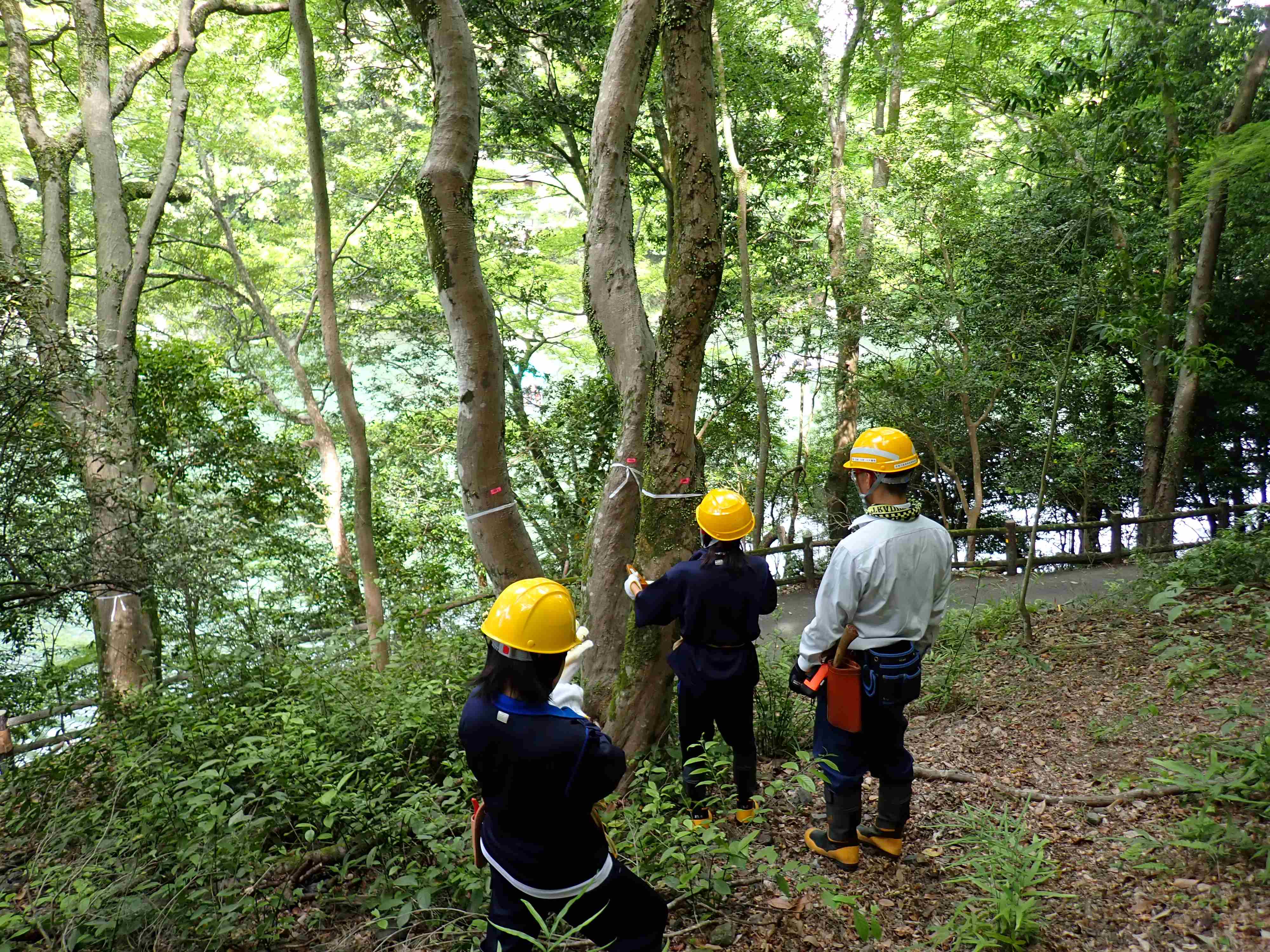 斜面での立木調査
