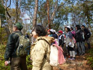 マツクイムシ被害木の伐倒作業を見つめる生徒達