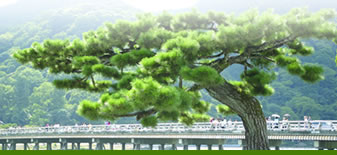 松ノ木の美しき京都復活を願ひて 松風景再生シンポジュームin京都