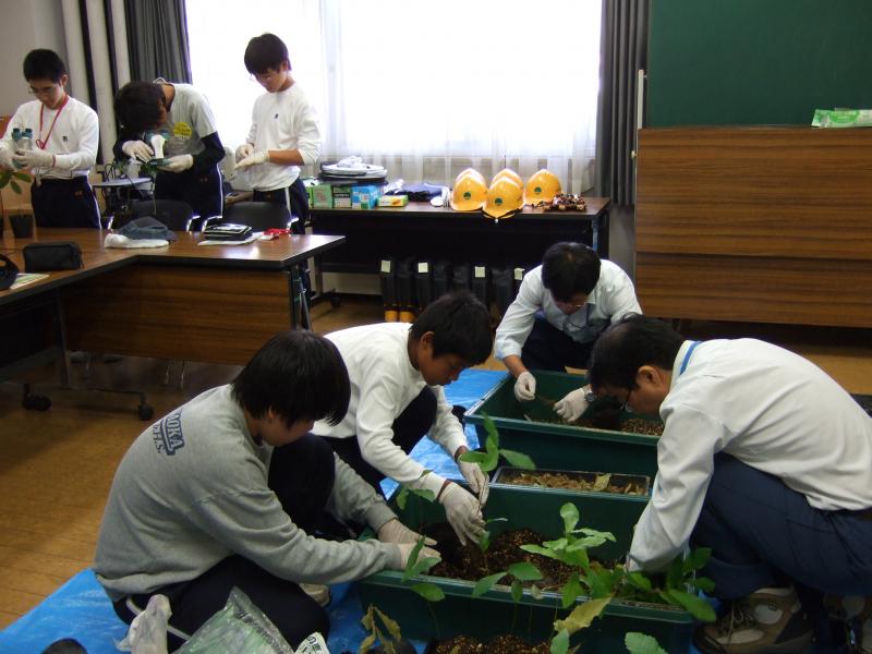 クヌギ等の苗木の移し替え