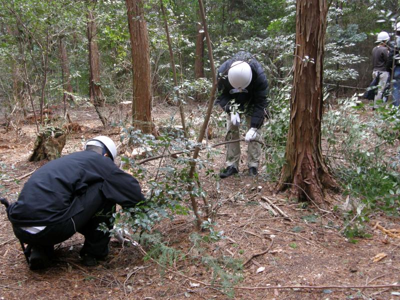 除伐作業に熱心に取り組む参加者たち