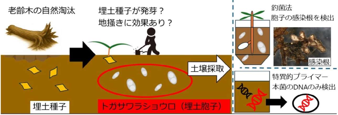 現地調査のイメージ図