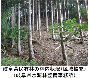 岐阜県内の民有林の林内状況