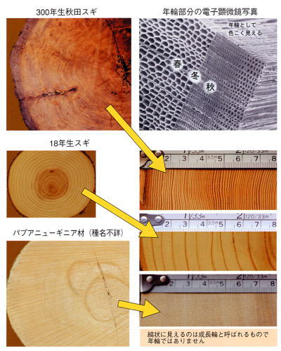 年輪の説明写真